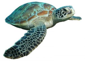 Sea turtle