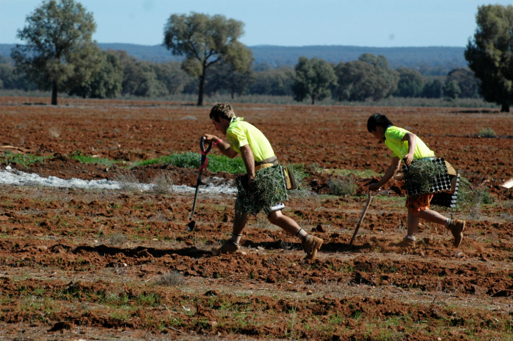 Newmont’s carbon offset project plants Mallee trees in Australia
