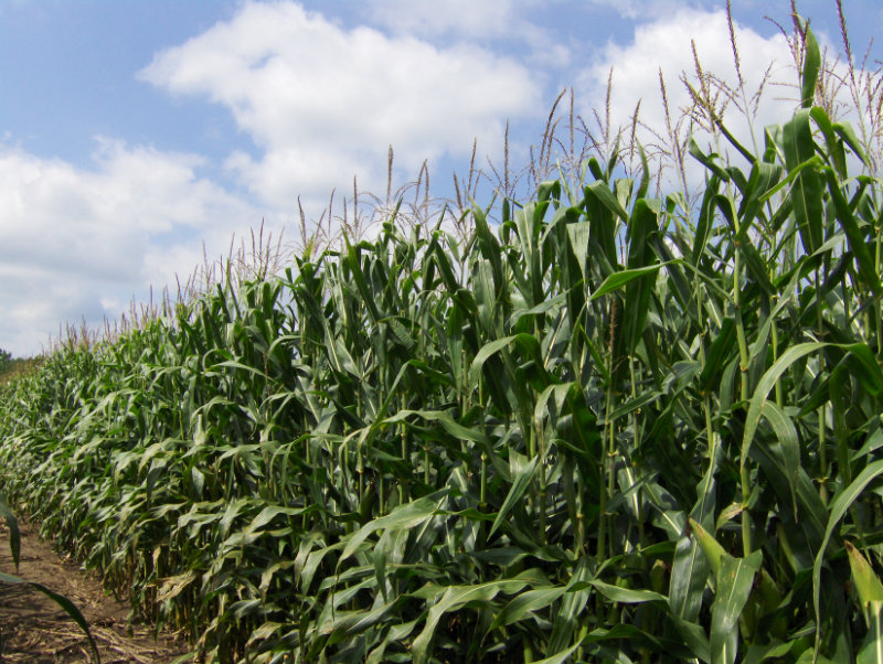 field-of-corn-Dow