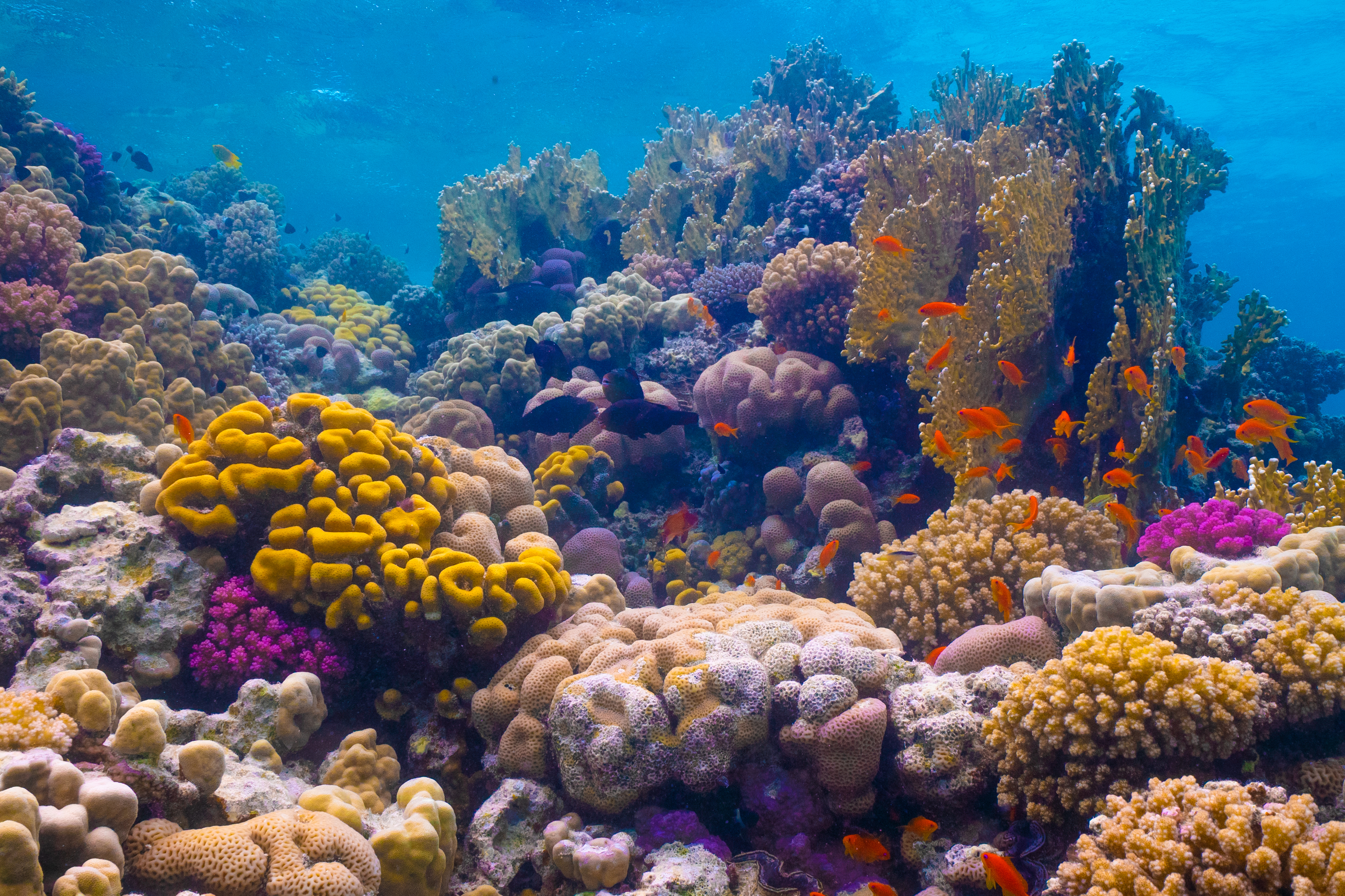 Коралловые рифы в хургаде. Риф Шарм-Эль-Шейх. Кораллы в Хургаде. Подводный мир Египта Шарм-Эль-Шейх. Рифы красного моря.